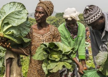 Africa AgriFoodTech Investment Report 2024 