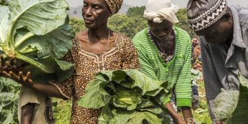 Africa AgriFoodTech Investment Report 2024 