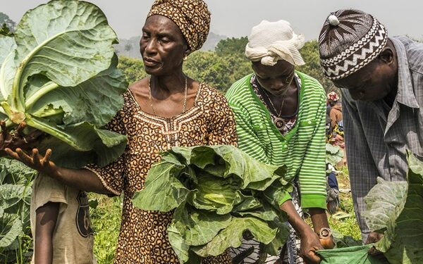 Africa AgriFoodTech Investment Report 2024 