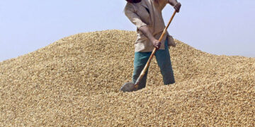 Le prix du kilogramme d’arachide fixé à 305 francs CFA pour la campagne 2024-2025