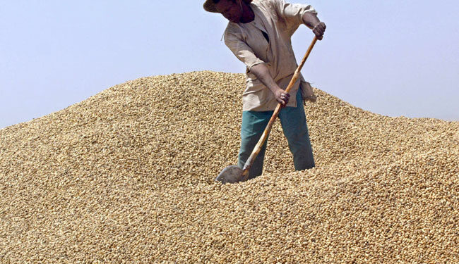 Le prix du kilogramme d’arachide fixé à 305 francs CFA pour la campagne 2024-2025