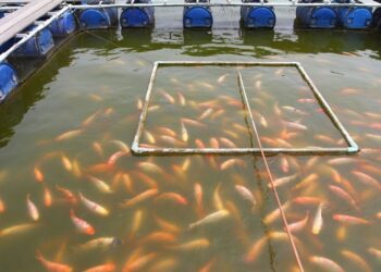 Accord de Transfert de Technologies entre le Sénégal et l&rsquo;Égypte en Aquaculture