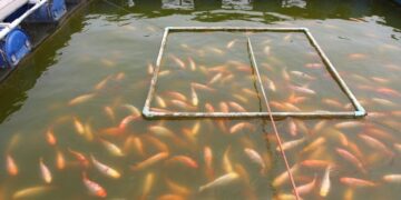 Accord de Transfert de Technologies entre le Sénégal et l&rsquo;Égypte en Aquaculture