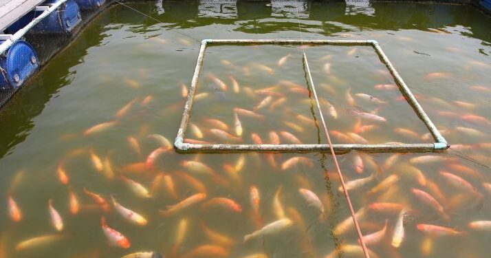 Accord de Transfert de Technologies entre le Sénégal et l&rsquo;Égypte en Aquaculture