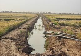 Bow : Les riziculteurs inquiets pour la campagne de contre-saison sèche