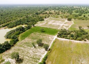 Matam : Signature prochaine d’un contrat-programme entre l’État et les producteurs de riz pour la période 2026-2030