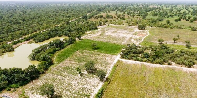 Matam : Signature prochaine d’un contrat-programme entre l’État et les producteurs de riz pour la période 2026-2030