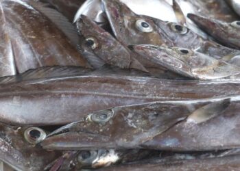 Sénégal : La certification halieutique passe au numérique