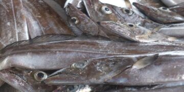 Sénégal : La certification halieutique passe au numérique