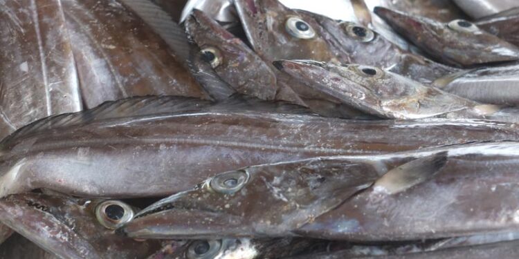 Sénégal : La certification halieutique passe au numérique